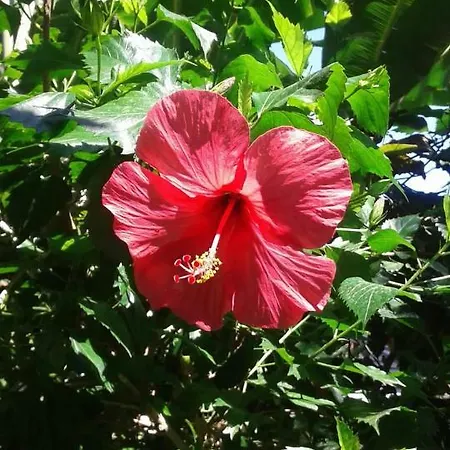 アパート Mandola Del Mare Skala (Kefalonia)